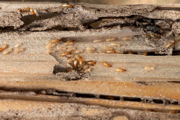 Best Pest Removal Services  in Penn Valley, CA